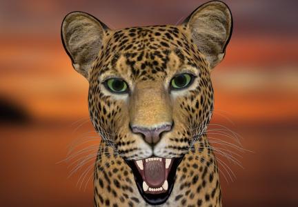 豹, 豹头, 动物世界, 大猫, 捕食者, 野猫, 野生动物