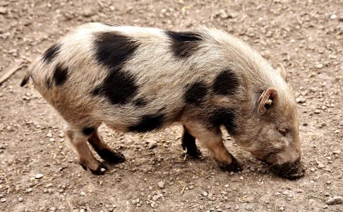 小型猪, 动物, 猪, 小猪, 动物世界, 脏, 可爱