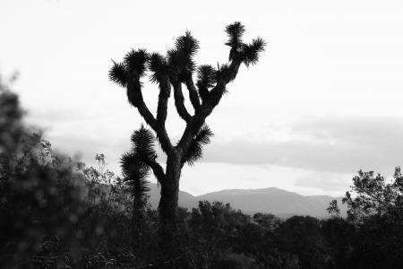 约书亚树, 加利福尼亚沙漠, 沙漠, 加利福尼亚州, 莫哈韦, 热, 自然