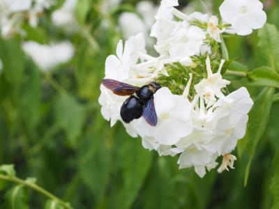 大蓝木蜂, 蓝黑色木蜂, 紫翅木蜂, xylocopa violacea, bien, 木匠蜜蜂, xylocopa