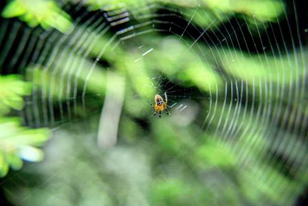 蜘蛛, 关于, 缠绕网, 蛛形纲动物, 自然, 蜘蛛网, 网络