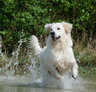 金毛猎犬, 水, 狗, 夏季, 湖, 自然, 宠物