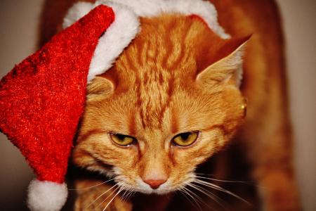 猫, 红色, 圣诞节, 圣诞老人的帽子, 有趣, 可爱, 马鲛鱼