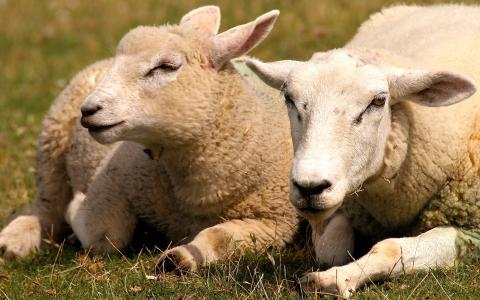 羊, 动物, 羊毛, 毛皮, 农业, 动物, 堤防