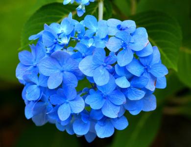 蓝绣球, 霍滕西亚, 花, 粉色, 花园, 植物区系, 花香