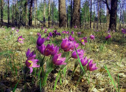 花, 萝卜秦艽, 森林, 自然, 复活节的花, 紫色花瓣