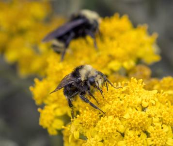 蜜蜂, 关闭, 自然, 宏观, 昆虫, 花, 花粉