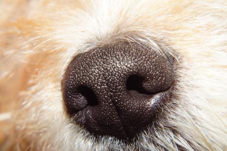 狗的头, 鼻子, 气味, 头骨, 鼻孔