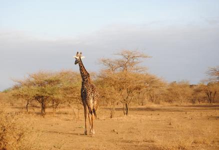 长颈鹿, 肯尼亚, 察沃, 野生动物园, 国家公园, 非洲, 野生动物