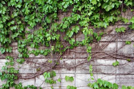 墙上, 自然, 葡萄树, 叶子, 植物, 常春藤, 尚格云顿