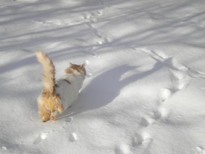 散步的猫, 在雪中, 猫, 雪, 冬天, 动物主题, 一种动物