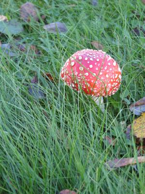 飞金顶, 红色, heinikko, 有毒, 秋天, 蘑菇