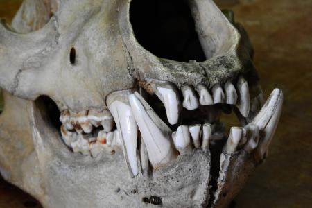 熊, 熊, 头骨, 骨头, 牙齿, 下巴, 动物的头骨