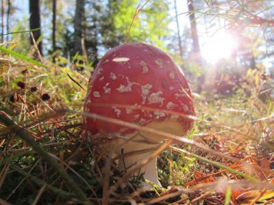 飞金顶, 蘑菇, 有毒, 自然, 森林, 红色飞木耳蘑菇