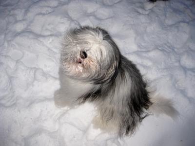 狗, 戏剧, 期待态度, 雪, 冬天