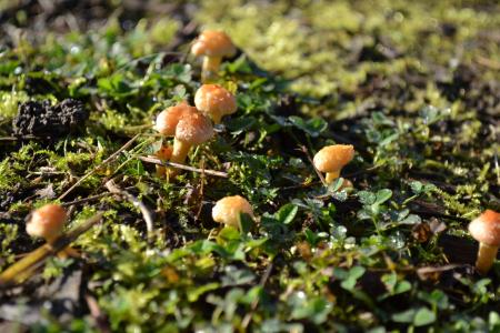 蘑菇, 真菌, 露珠, 草, 秋天, 绿色, 花园
