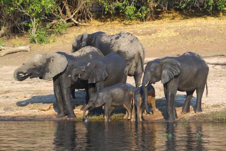 大象, 博茨瓦纳, 丘比, 在野外的动物, 野生动物, 白天, 牛羚