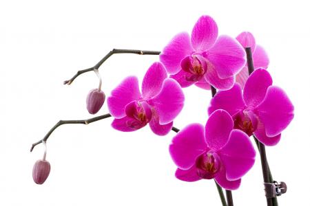 兰花, 枝, 花, 粉色, 蝴蝶兰, 自然, 粉红色的颜色