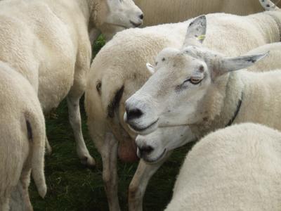 羊, 羊群, 动物, 群羊, 羊毛, 牧场, 自然