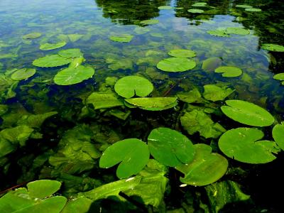 你的万寿菊, 湖, 自然, 水, 景观, 池塘, 夏季