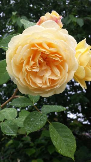 双皱纹玫瑰, 黄玫瑰, 开花, 花, 植物区系