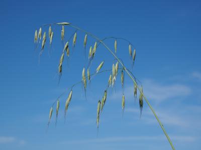 燕麦, 谷物, 粮食, 农业, 阿韦纳, 甘草, 禾本科植物