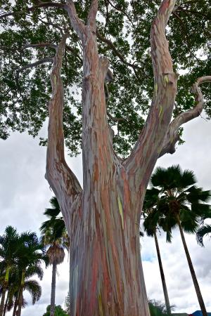 树, 树干, 桉树, 夏威夷, 色彩缤纷, 自然, 环境