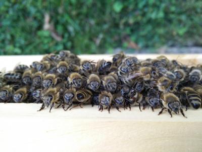 蜜蜂, 养蜂人, 蜜蜂, 昆虫, 自然, 关闭, 动物