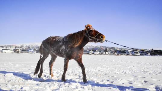 马, 参加比赛的马匹, 蒙古语, 速度, 赛马, 赛马, 动物