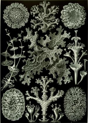编织, 恩斯特·海克尔 lichenes, photobionten, 绿藻, 共生