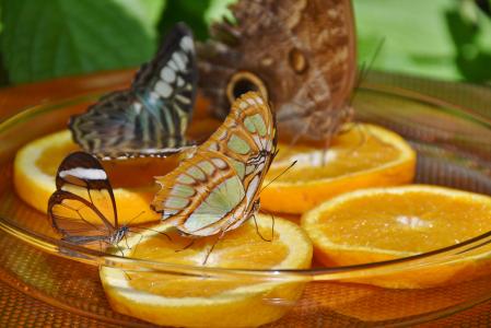 蝴蝶, 喂养, 蝴蝶馆, 橙色, 蝴蝶, 翼, 热带的房子