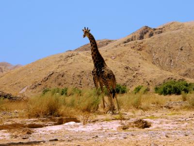 长颈鹿, 小山, 山麓, 热, 太阳, 纳米比亚, 沙子
