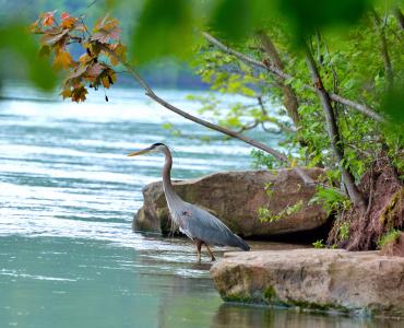大蓝鹭, 尼亚加拉河, 涉水鸟, 野生动物, 自然, 水