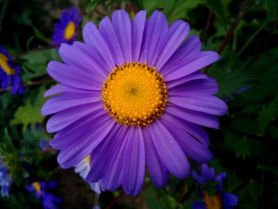 花, 玛格丽塔, 紫罗兰色, 植物, 花, 自然, 春天