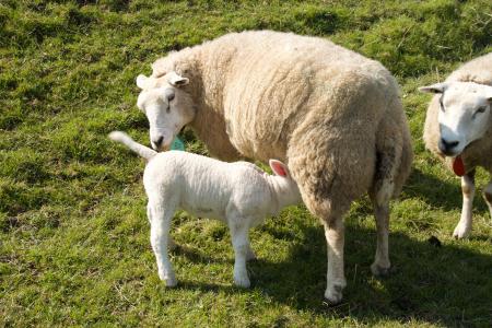 春天, 羔羊, 羊, 年轻, 动物, 牧场, 户外生活