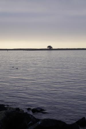 洪堡湾, 灰色天, 孤独的树
