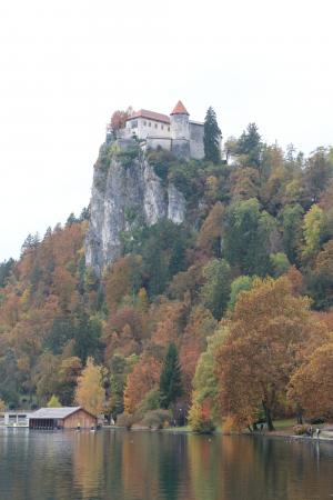 斯洛文尼亚, 城堡, 布莱德, 湖, 欧洲, 树, 自然