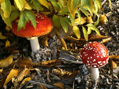 蘑菇, 秋天, 飞金顶, 有毒, 叶子, 黄色, 棕色