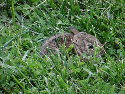 小兔子, 兔子, 复活节, 可爱, 模糊, 草坪, 自然
