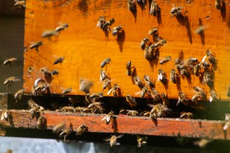蜜蜂, 觅食的蚂蚁, 蜂巢, essain, 传粉者, 蜂蜜, 养蜂