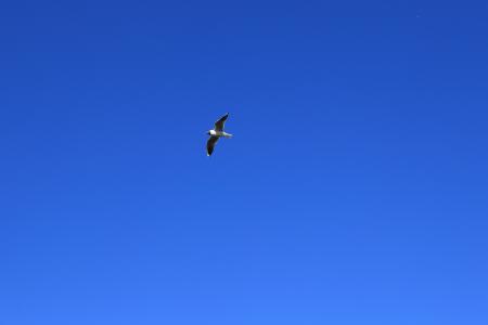 海鸥, 北海, 天空, 翼, 飞行