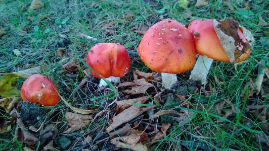 娃, 有毒, 自然, 森林, 红色, 发现, 红色飞木耳蘑菇