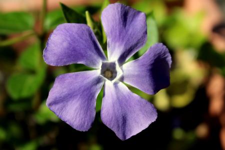 花长春, pervenche, 花, 花园, 蓝色花瓣, 五个花瓣, 花之星