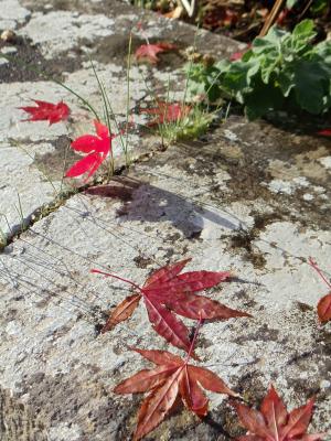 秋天, 秋天, 枫树, 叶子, 季节性, 11 月, 红色