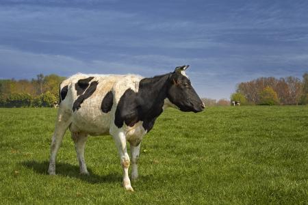 母牛, 草甸, 黑色毛皮, 自然, 动物, 牛肉, 哺乳动物