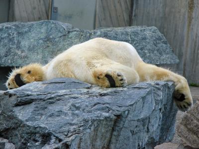 北极熊, 懒, 动物园, 睡眠