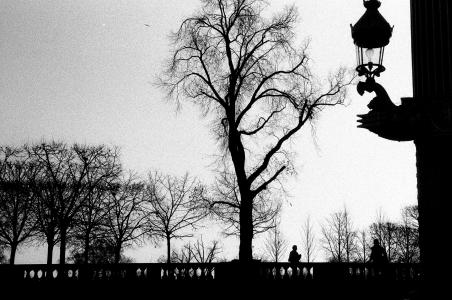 枯萎的, 树木, 照片, 鸟, 巴黎, 人, 天空