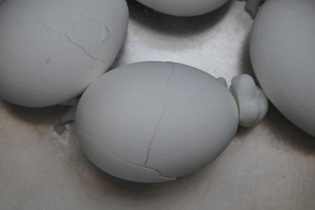 鸡蛋, 爆裂, 撕裂, 已过期, 蛋白, 白色, 煮熟的鸡蛋