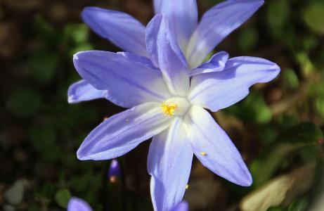 蓝星, 绵, 花卉园, 紫罗兰色, 春天, 夏季, 花粉