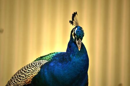 孔雀, 色彩缤纷, 鸟, 自然, 羽毛, 动物, 多色